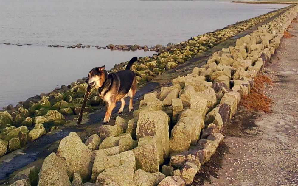 Hotel, Restaurant, Cafe Pharisaeerhof - Nordseeurlaub Mit Hund Nordstrand Exteriör bild