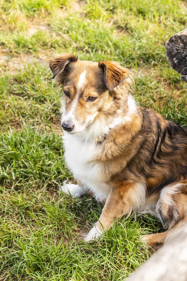 Hotel, Restaurant, Cafe Pharisaeerhof - Nordseeurlaub Mit Hund Nordstrand Exteriör bild