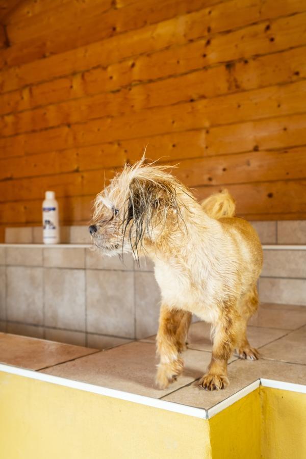 Hotel, Restaurant, Cafe Pharisaeerhof - Nordseeurlaub Mit Hund Nordstrand Exteriör bild