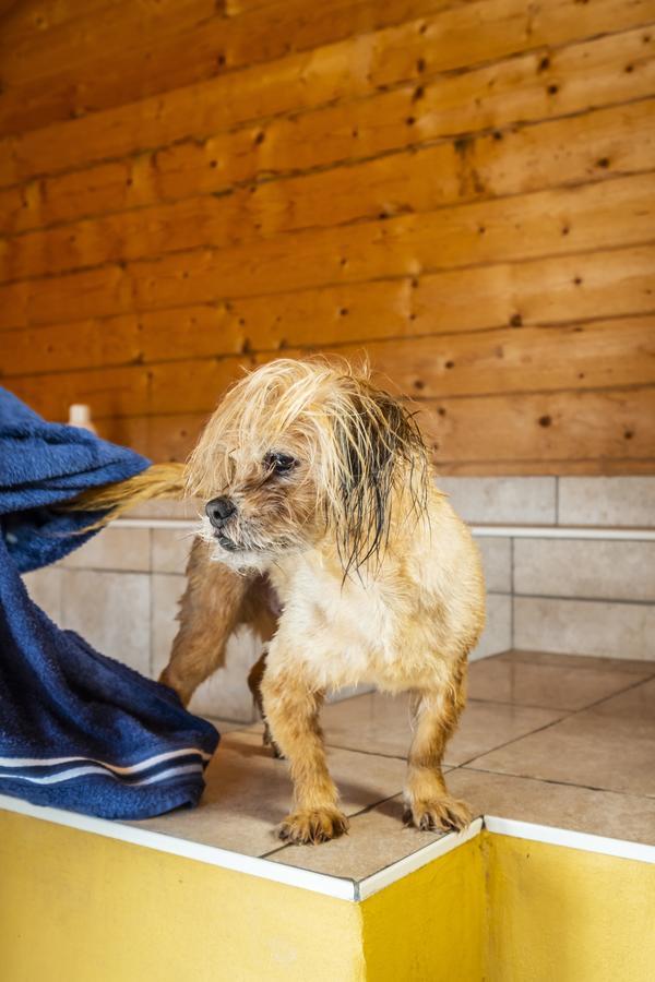 Hotel, Restaurant, Cafe Pharisaeerhof - Nordseeurlaub Mit Hund Nordstrand Exteriör bild